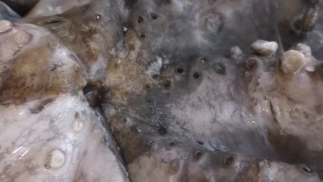 ЧТО ЕСЛИ ПРИГОТОВИТЬ ОСЬМИНОГА на РАСКАЛЕННОЙ ЛАВЕ ..? + РАСКАЛЕННАЯ МЕДЬ.. смотреть онлайн