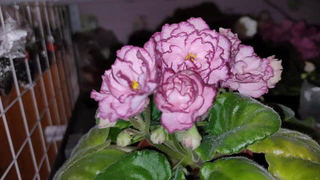 Фиалка АВ-Наташа Ростова. Спорт красивее сорта. смотреть онлайн