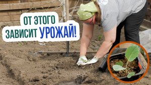Высадка рассады капусты в открытый грунт. Как сажать капусту в открытый грунт?