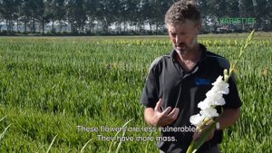 Marchel Snoek about gladioli Flevo Snow
