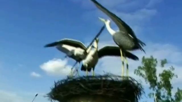 Журавли Первомайский район Новосибирск смотреть онлайн