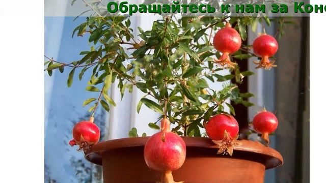 Декоративные Домашние Деревья смотреть онлайн