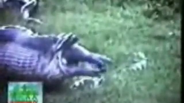 Змея съела бегемота!!! смотреть онлайн