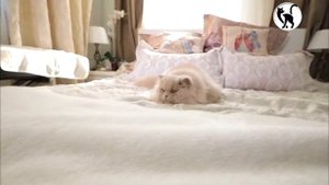 Британская длинношерстная / Самые редкие породы кошек /