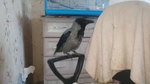 Ворона лает как собака