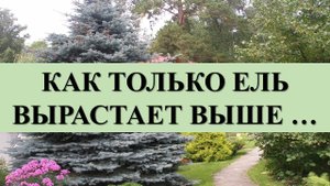 ЕСЛИ ХОТИТЕ ЖИТЬ - ОПАСАЙТЕСЬ САДИТЬ ЕЛЬ ВОЗЛЕ ДОМА: КАК ТОЛЬКО ЕЛЬ ВЫРАСТАЕТ ВЫШЕ ….