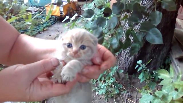 Очень красивые котята от простой кошки
