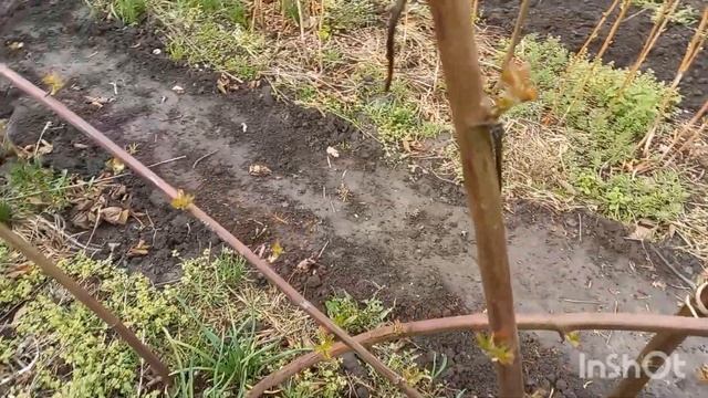 Весенние работы с ежевикой: обрезка, подвязка, размножение, обработка. смотреть онлайн