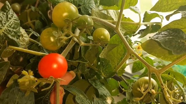 Выращивание помидоров? томатов дома на подоконнике. Мой результат. смотреть онлайн