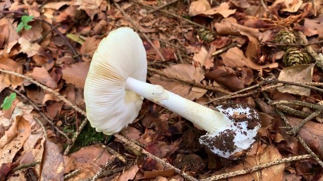 Grüner Knollenblätterpilz, Grüngelber Knollenblätterpilz, Grüner Wulstling, Amanita phalloides смотреть онлайн