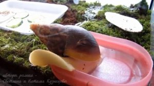Купание ахатины. Блондинка в розовой ванне