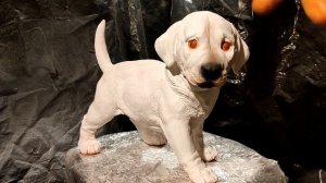 Создание уникального декора: Мастер-класс по покраске гипсовой статуэтки