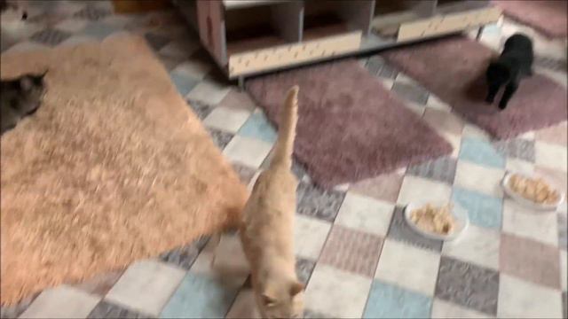 Приехали в Приют для животных "Добрый Дом"🐶🐱