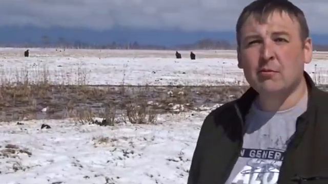 Чёрные грифы прилетели в Бурятию смотреть онлайн