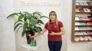 Как ухаживать за Спатифиллумом?