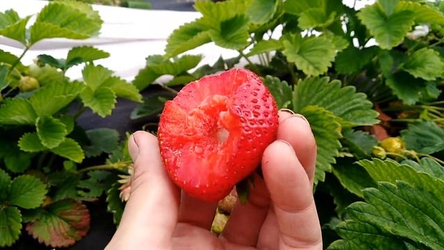 Клубника Чамора Турусси и Гигантелла 2019г смотреть онлайн