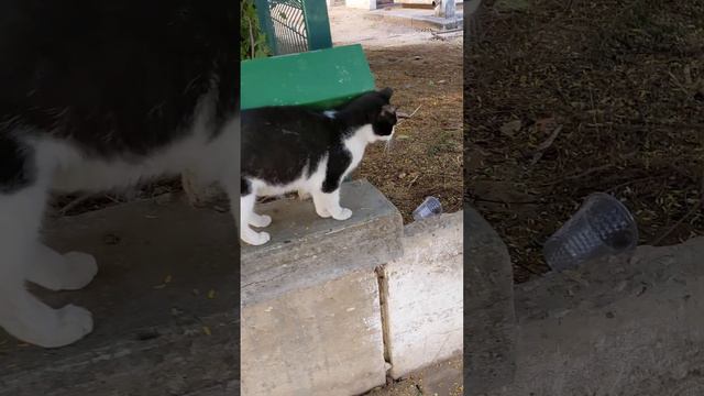 Красивая уличная кошка с большими глазами 😻👀 Смешные коты 😹 Nice stray cat with big eyes 😸 Funny ca