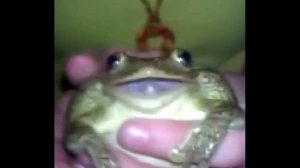 лягушка орёт