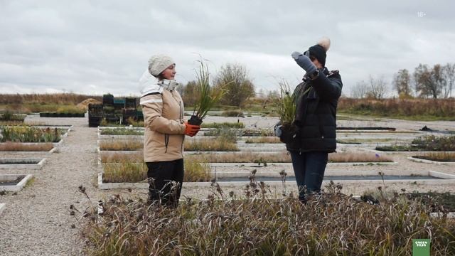 Осоки виды и сорта. Дикие травы. смотреть онлайн