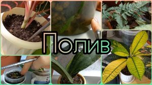 Видео по просьбе?Полив любого растения?Оценка влажности?Сколько воды?Полив орхидей?Цветов?