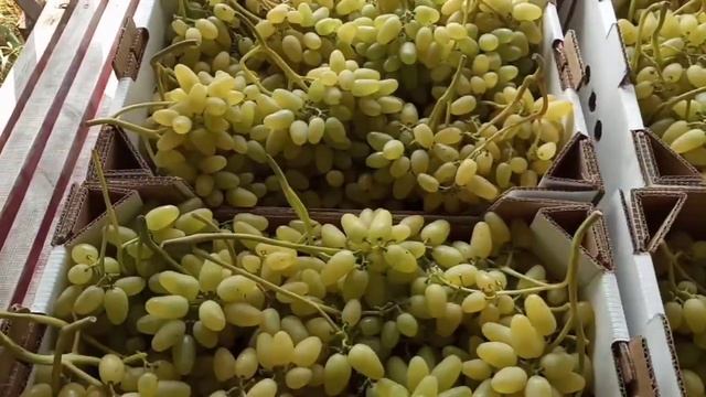 Первый виноград на сдачу, форма кишмиш Алекс,его характеристики.7 августа. Виноградник Щереденкова.
