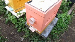 сентябрь на пасеке - подготовка пчел в зиму в 6 рамочном улье Лысонь на рамку Дадана 435 х 300
