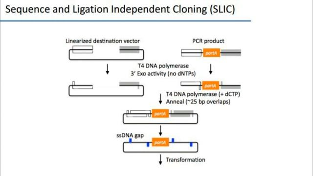 DNA Assembly | SLIC | CPEC | Gibson | Biobrick | Golden Gate смотреть онлайн