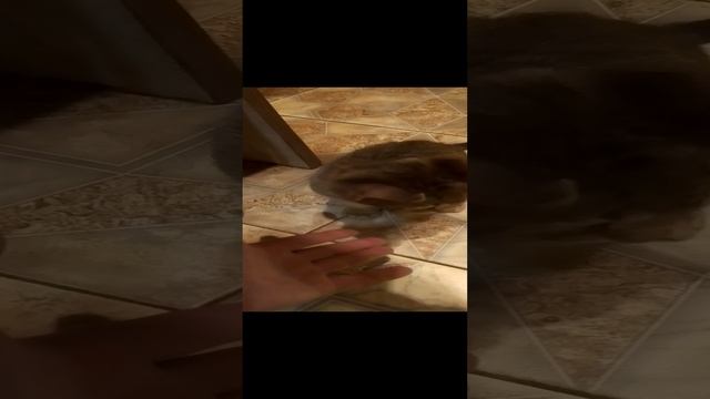 VID_20231229_163712.mp4