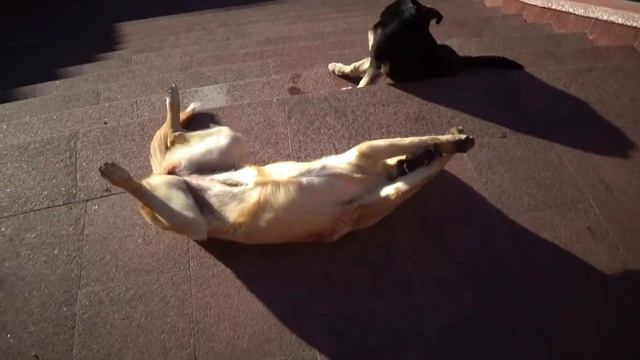 Влог Кисловодск. 15.01.2022г. (прогулка по городу, мини-музей ж/д) смотреть онлайн