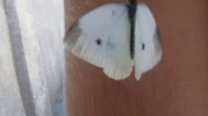 В мире животных глазами ребенка.  Бабочка капустница. Никита Нюняев. Одесса август 2017