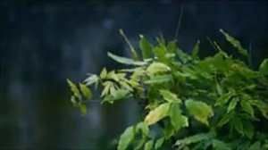 Релакс. Шум дождя. Звуки природы для сна.