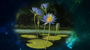 Цветы , космос и релаксация