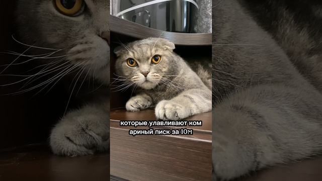 Что чувствует кошка, когда её тискают?