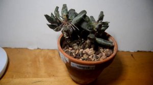 Plant Spotlight: Adromischus