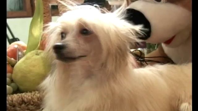 Атлас Породы - Китайская Хохлатая Собака смотреть онлайн