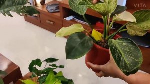 Philodendrons: how to care for them