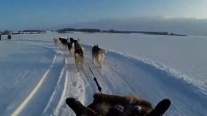 Собачья упражка в Хаски Хаус