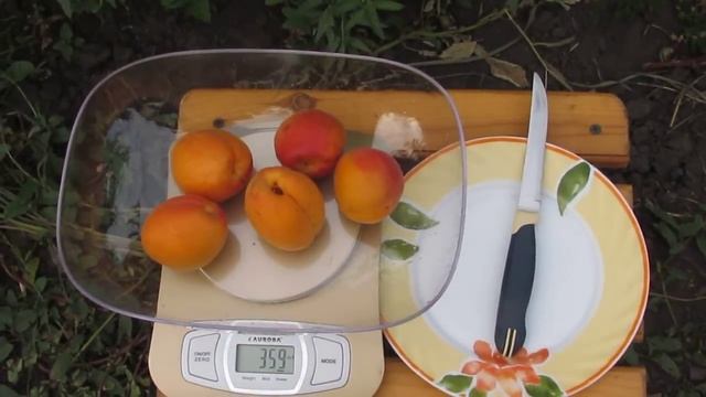 Абрикос "Харкот" (5.07.2014) смотреть онлайн