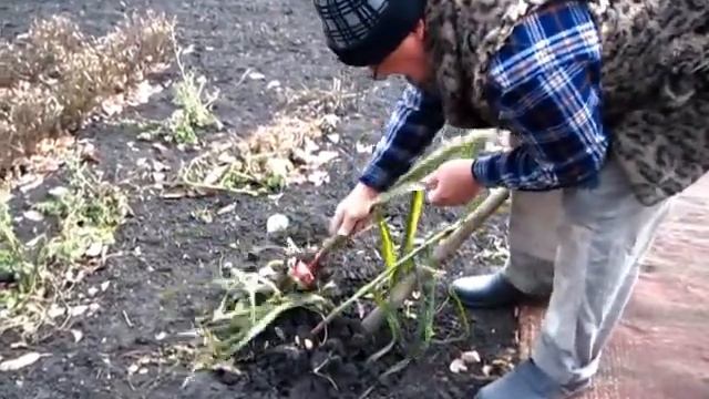 Выкапываем луковицы Гладиолусов. Видео с подсказками смотреть онлайн