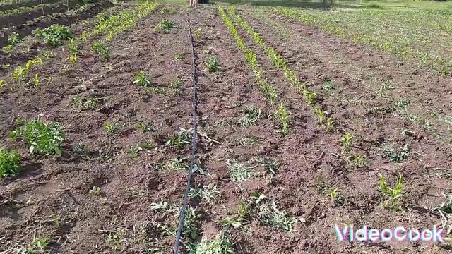 Капельный полив. Как установить правильно.#капельныйполив #огород #полив
