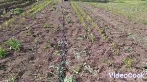 Капельный полив. Как установить правильно.#капельныйполив #огород #полив