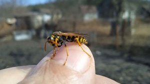 БУМАЖНАЯ ОСА