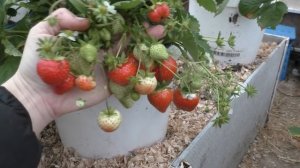 Суперспособ выращивания клубники