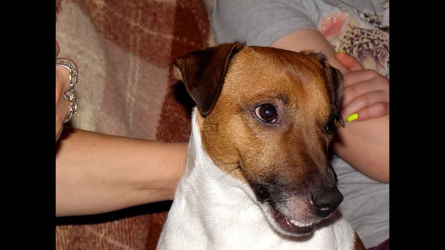 Человек собаке друг! смотреть онлайн