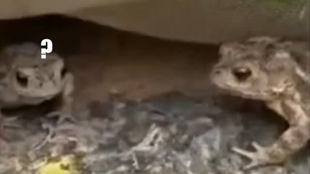 Frog ?