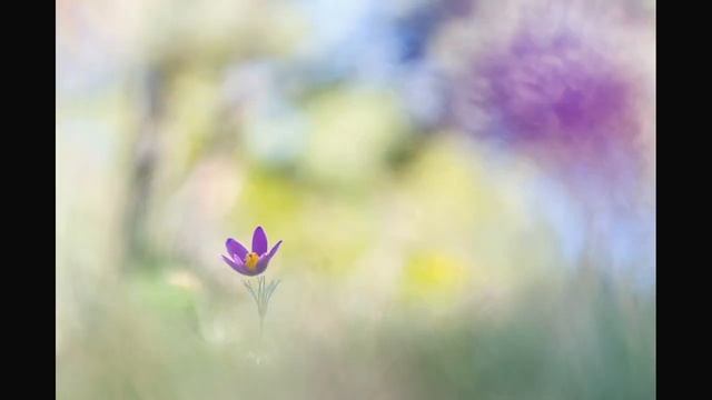 Фотографии цветов натуралиста Томаса Вандерхейдена смотреть онлайн