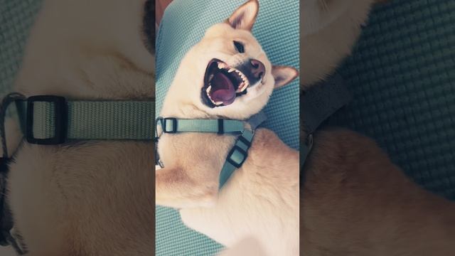 Shiba Inu Kai, You are so cute? it makes me angry #cute #dog #shortsviral #trending