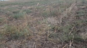 Измельчитель растительных остатков подсолнечника