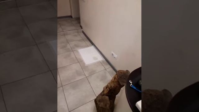 Приучить щенка к туалету легко смотреть онлайн