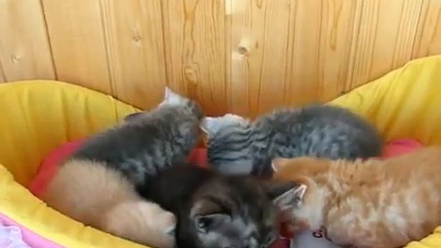 Умилительные котята шотландцы